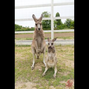 ハイイロカンガルー（ドイツの森）