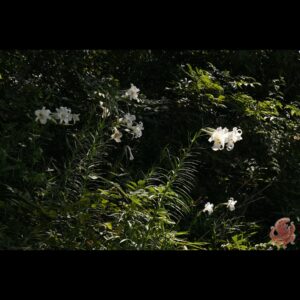 タカサゴユリ 花
