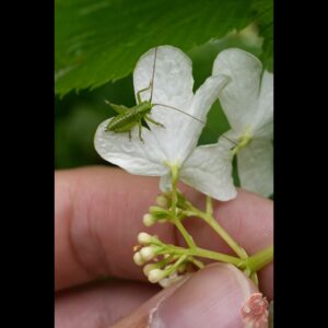 ヤブキリ 幼虫