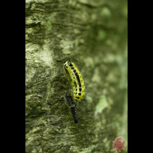 キアシドクガ 幼虫