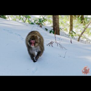 ニホンザル 長野